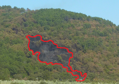 Foto del bosco e perimetro dell'area percorsa dal fuoco